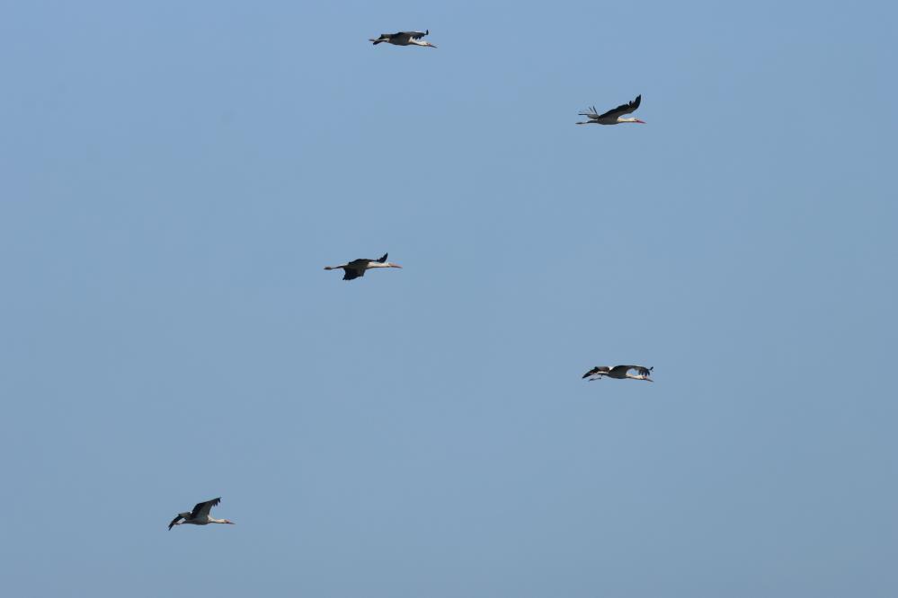 Rize'de Kuş Gözlem Etkinliği Düzenlendi