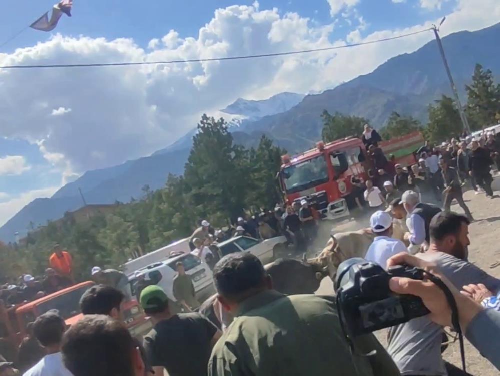 Yusufeli'nde Boğa Güreşleri Kontrolden Çıktı: Boğalar Saha Dışında Güreşti, Seyirciler Panik Yaşadı