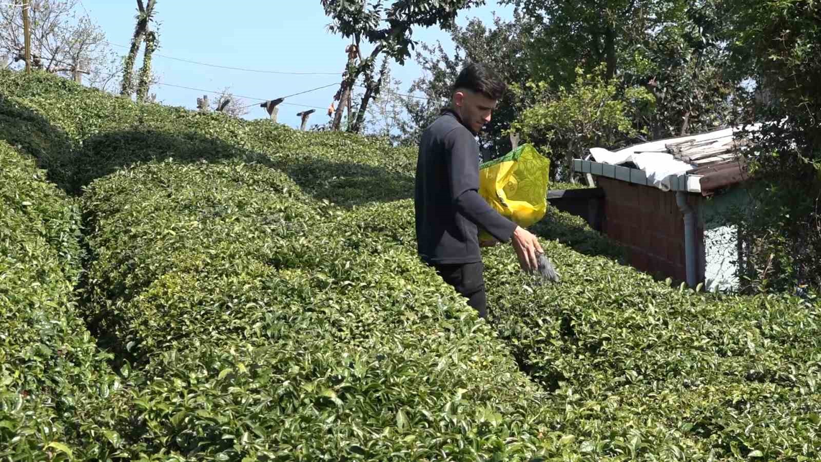 Doğu Karadeniz’de 2025 Yaş Çay Sezonu İçin Geri Sayım Başladı