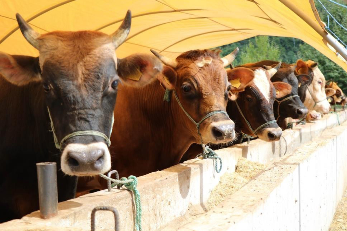 2025 Yılı Vekaletle Kurban Kesim Bedeli Açıklandı
