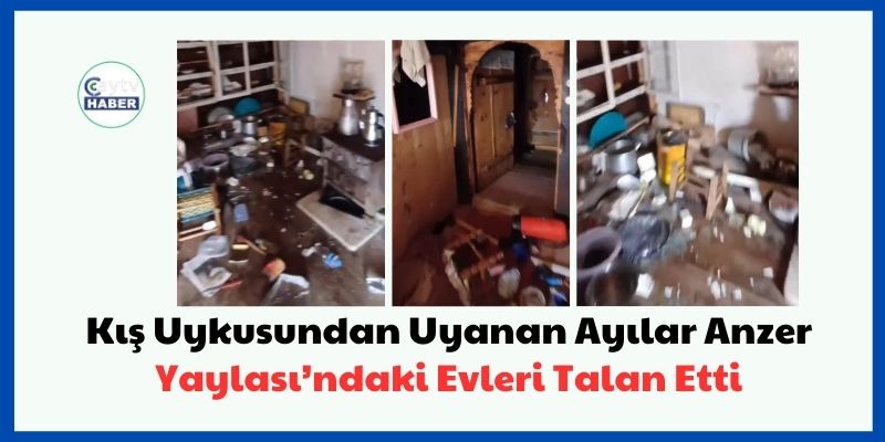 Kış Uykusundan Uyanan Ayılar Anzer Yaylası’ndaki Evleri Talan Etti