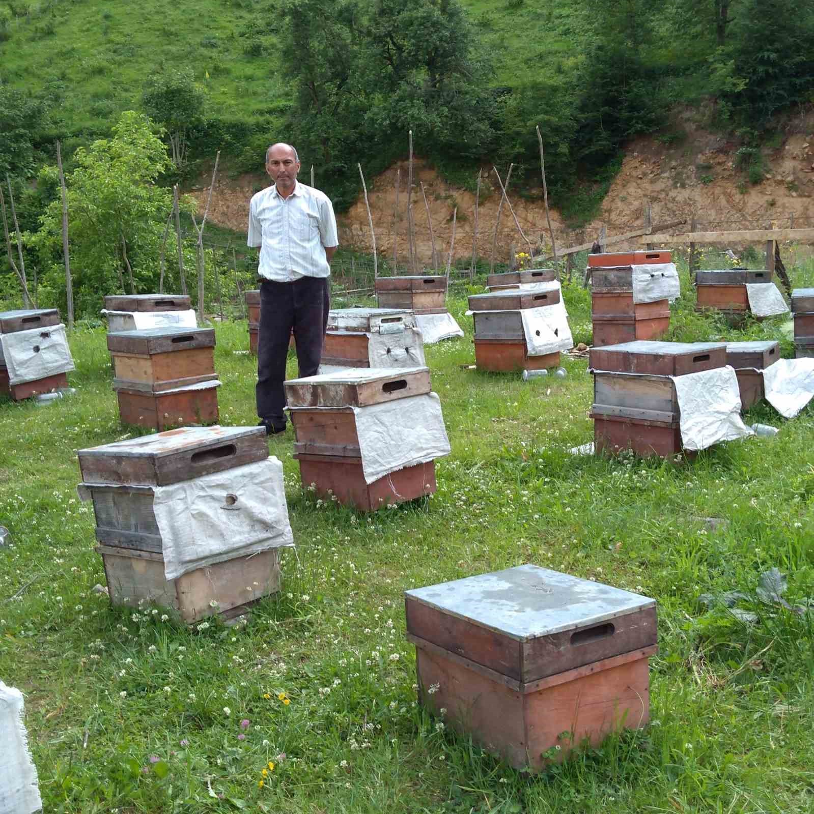 Giresun'da Ayılar Arıcılara Zor Günler Yaşatıyor