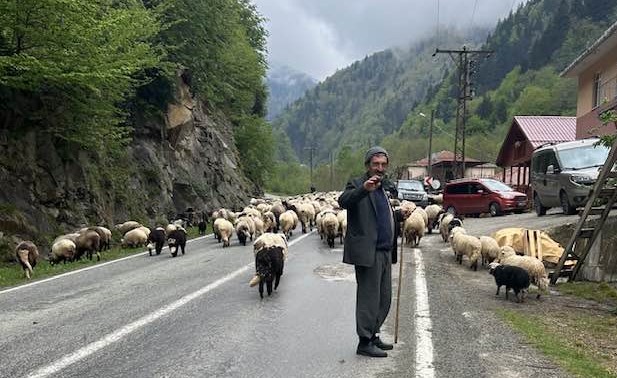 Rize'de Baharın Gelmesiyle Yayla Göçleri Başladı