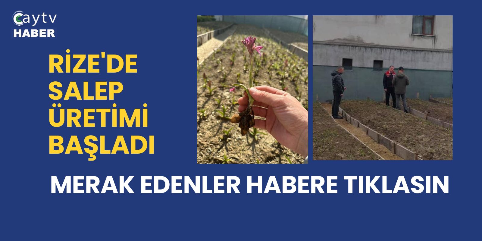 Rize'de Salep Üretimi Başladı