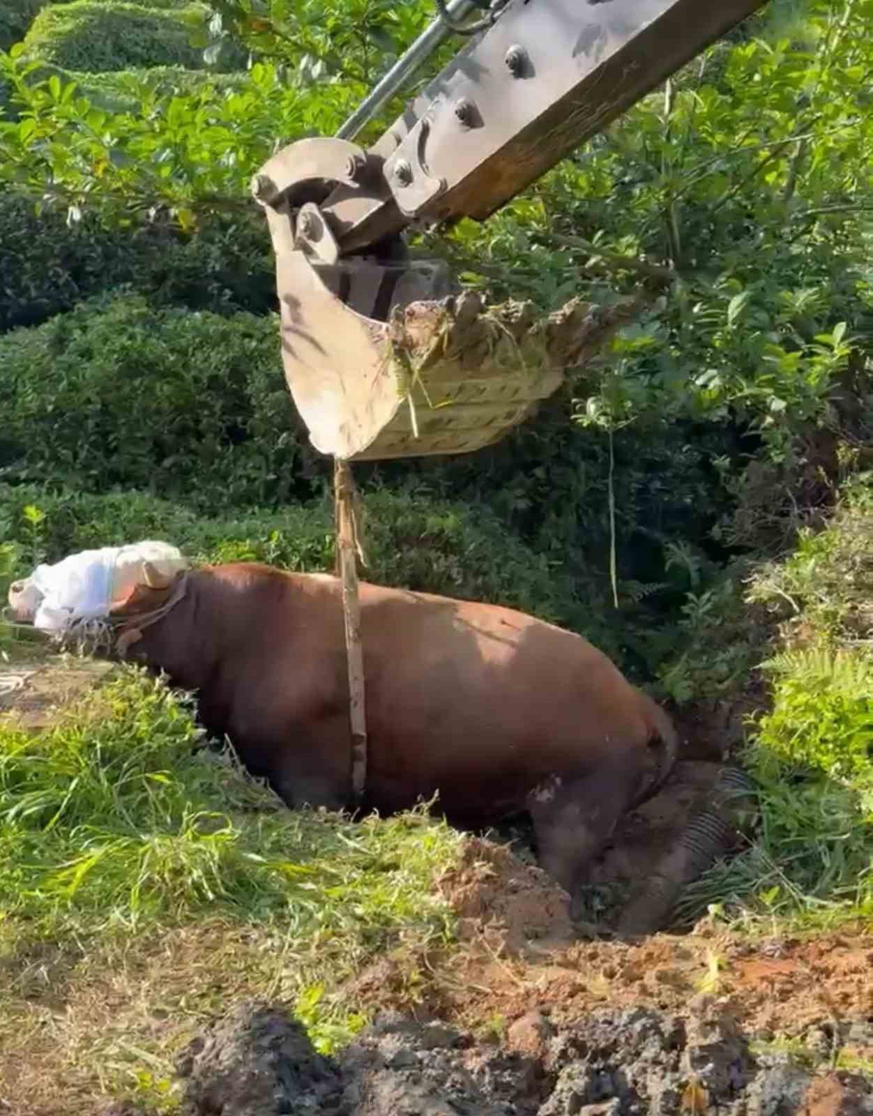 Rize’de olmayacak olan oldu , Kutbanlık boğa çukura düştü