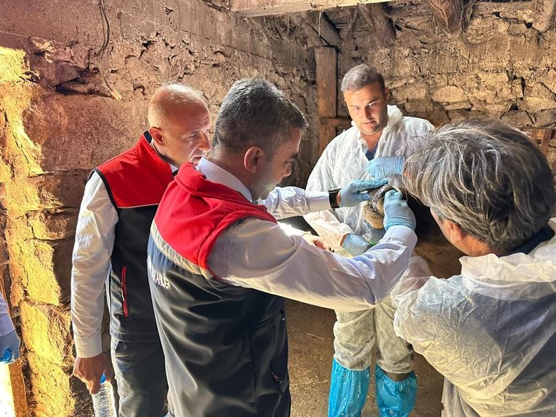 Şap Hastalığına Karşı Aşılama Sürüyor