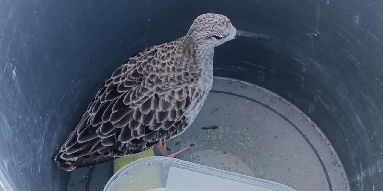 Türkiye’de Nadir Rastlanan Kuş Türü Cami İmamı Tarafından Yaralı Bulundu