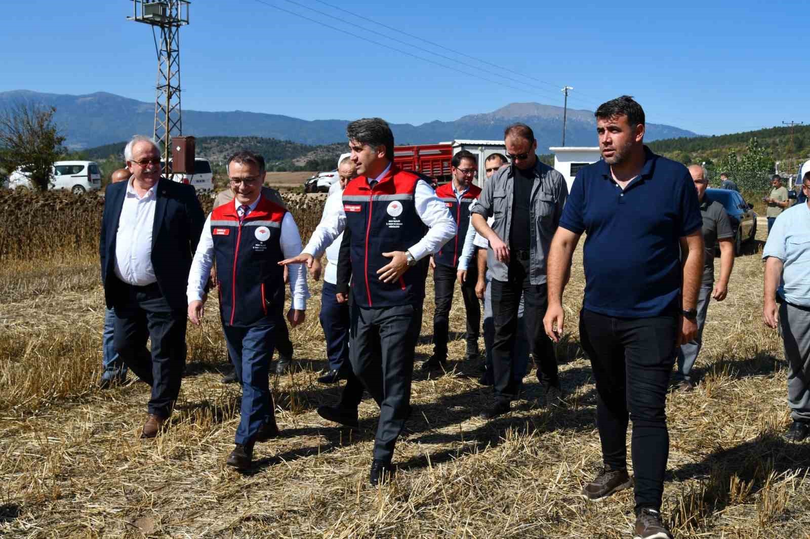 Bolu’da 23 Bin 500 Dekarda Ayçiçek Hasadı Başladı