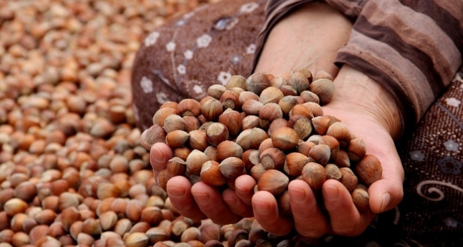 Fındık Fiyatları Yükseliyor, Güç Üreticinin Elinde