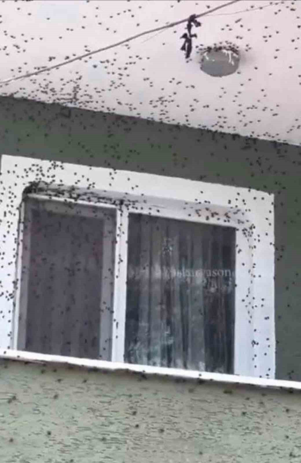 Kahverengi Kokarca Giresun’da Evleri Ve Araçları İstila Etti