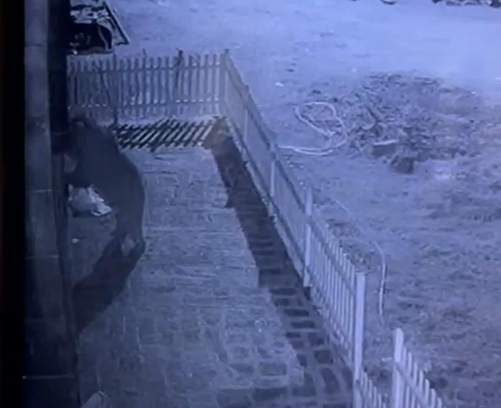 Rize’de hırsız sandığı kapıyı zorlayan boz ayı çıktı