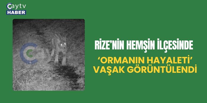 Rize’nin Hemşin İlçesinde ‘Ormanın Hayaleti’ Vaşak Görüntülendi