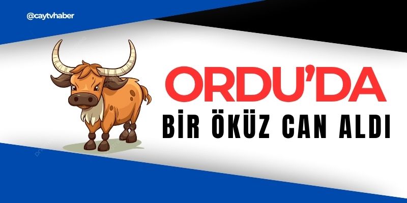 Ordu’da Feci Olay: Öküzün Boynuz Darbesiyle Hayatını Kaybetti