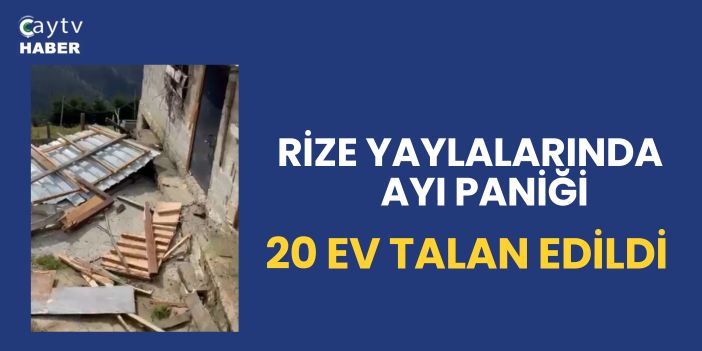 Rize yaylalarında ayı paniği: 20 ev talan edildi