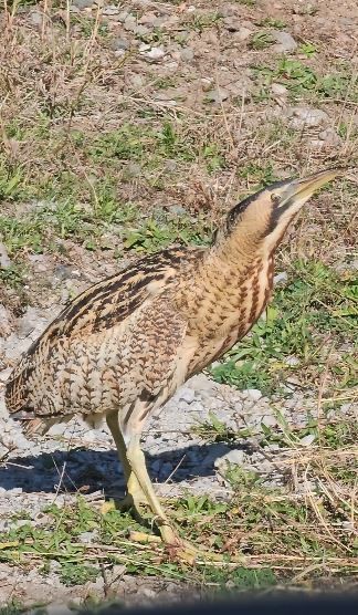 Artvin Borçka’da Nesli Tehlike Altındaki Güney Amerika Balabanı Görüldü