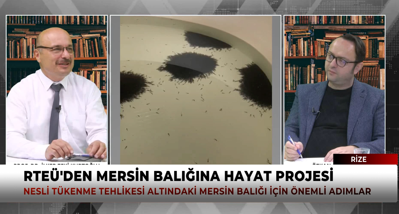 RTEÜ'den Nesli Tehlike Altındaki Mersin Balığı İçin Önemli Proje