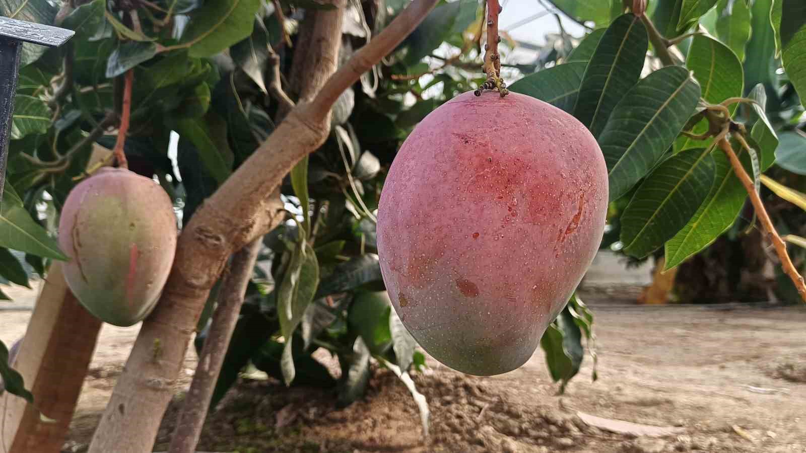 Karadeniz’de Muz Ve Mango Yetişiyor