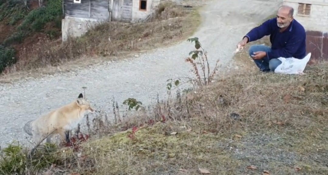 Pimbilona Yaylası’nda Sıra Dışı Dostluk: İsmail Amca ile Tilkinin Sessiz Yayladaki Hikayesi