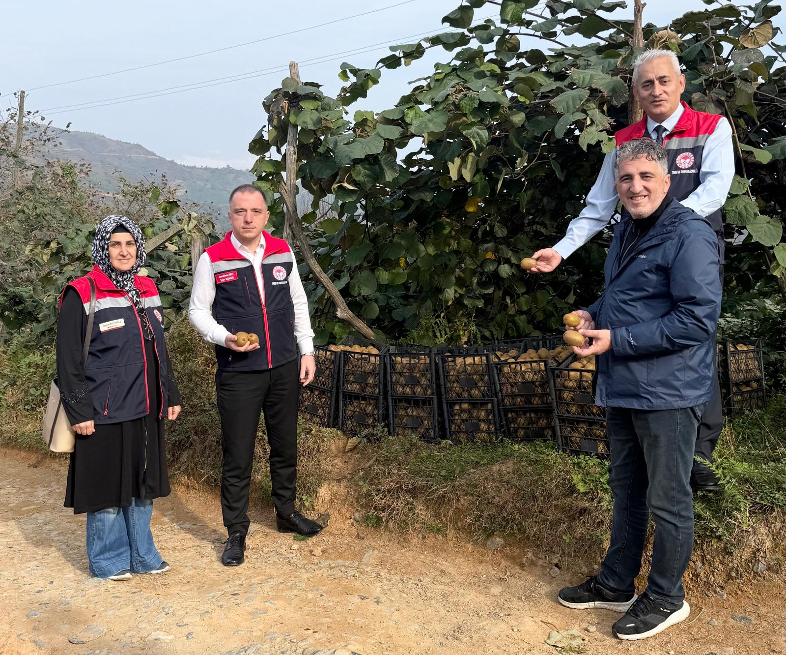 Rize’de Kivi Hasadı Başladı