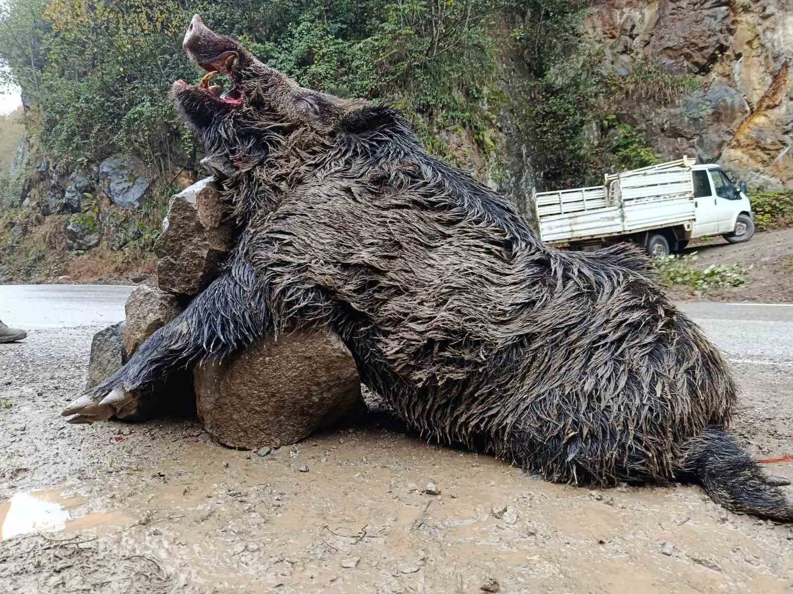 Trabzon’da Sürek Avında 300 Kg’lık Domuz Fişeklerin Hedefi Oldu