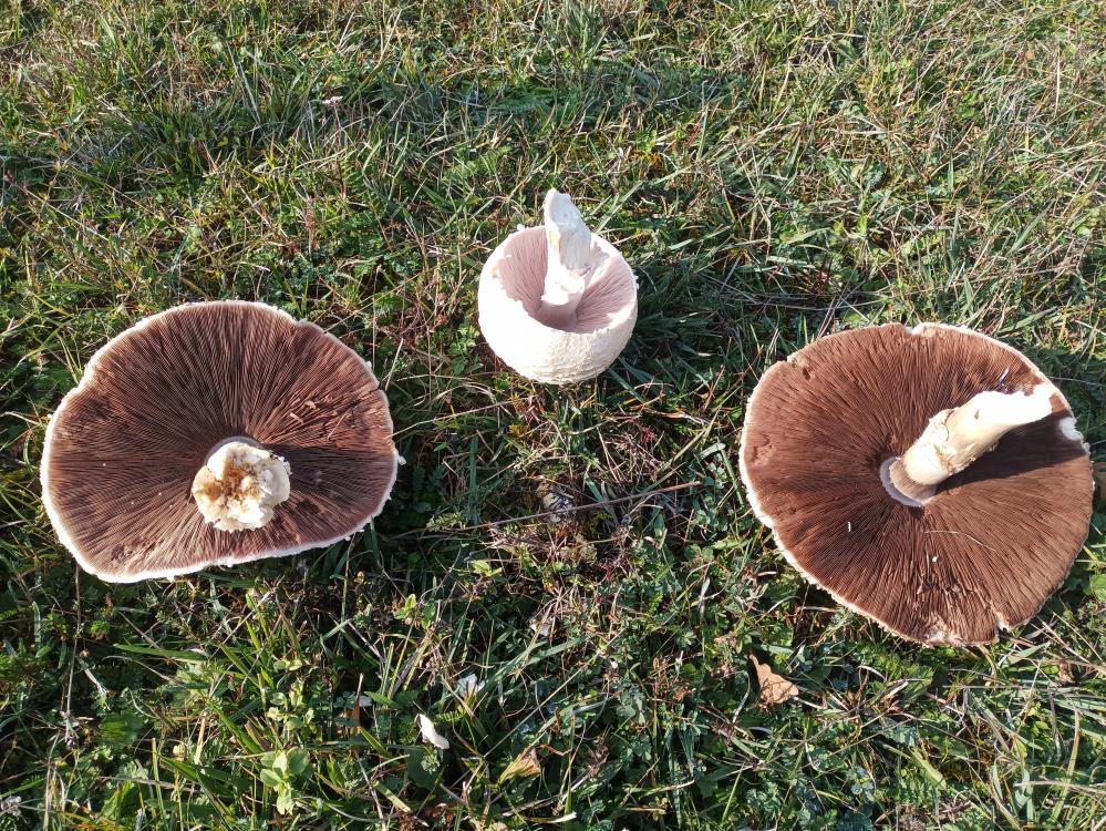 Doğada Büyüyen Dev Mantarlar Şaşkına Çevirdi