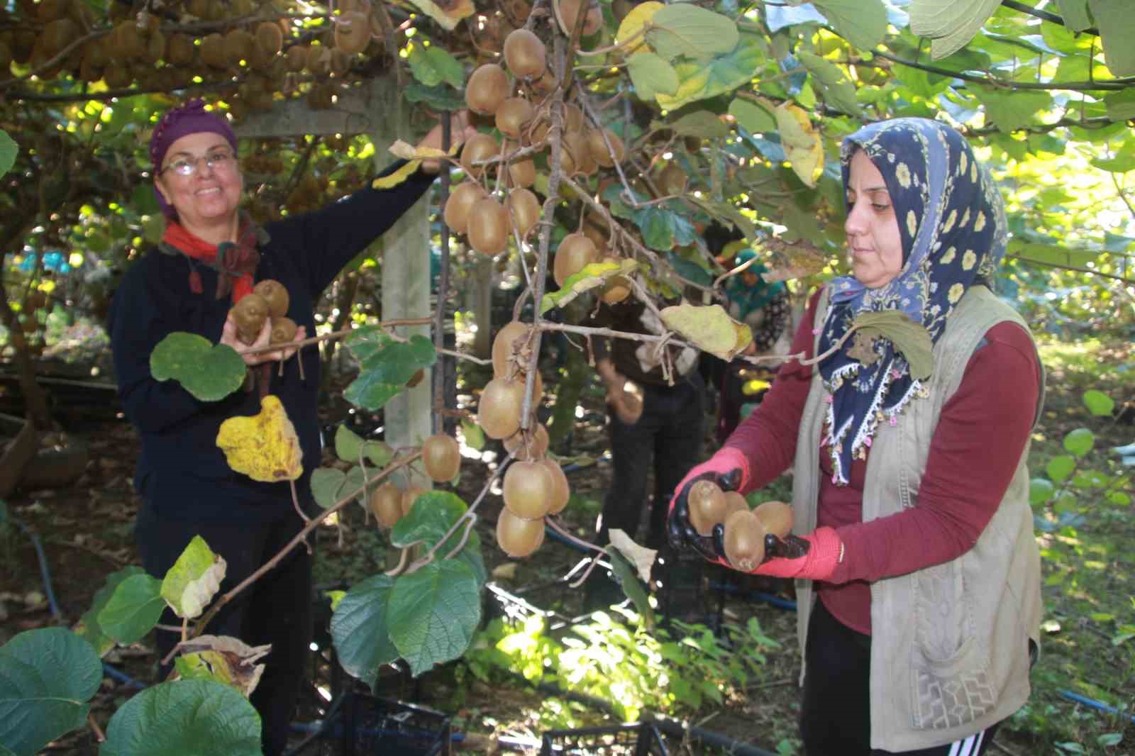 Ordu Kivisinde Rekolte Hedefi 6 Bin 200 Ton: Ekonomiye Katkısı Yaklaşık 500 Milyon Tl