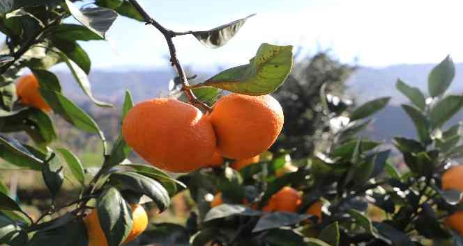 rize mandalinası araştırılacak