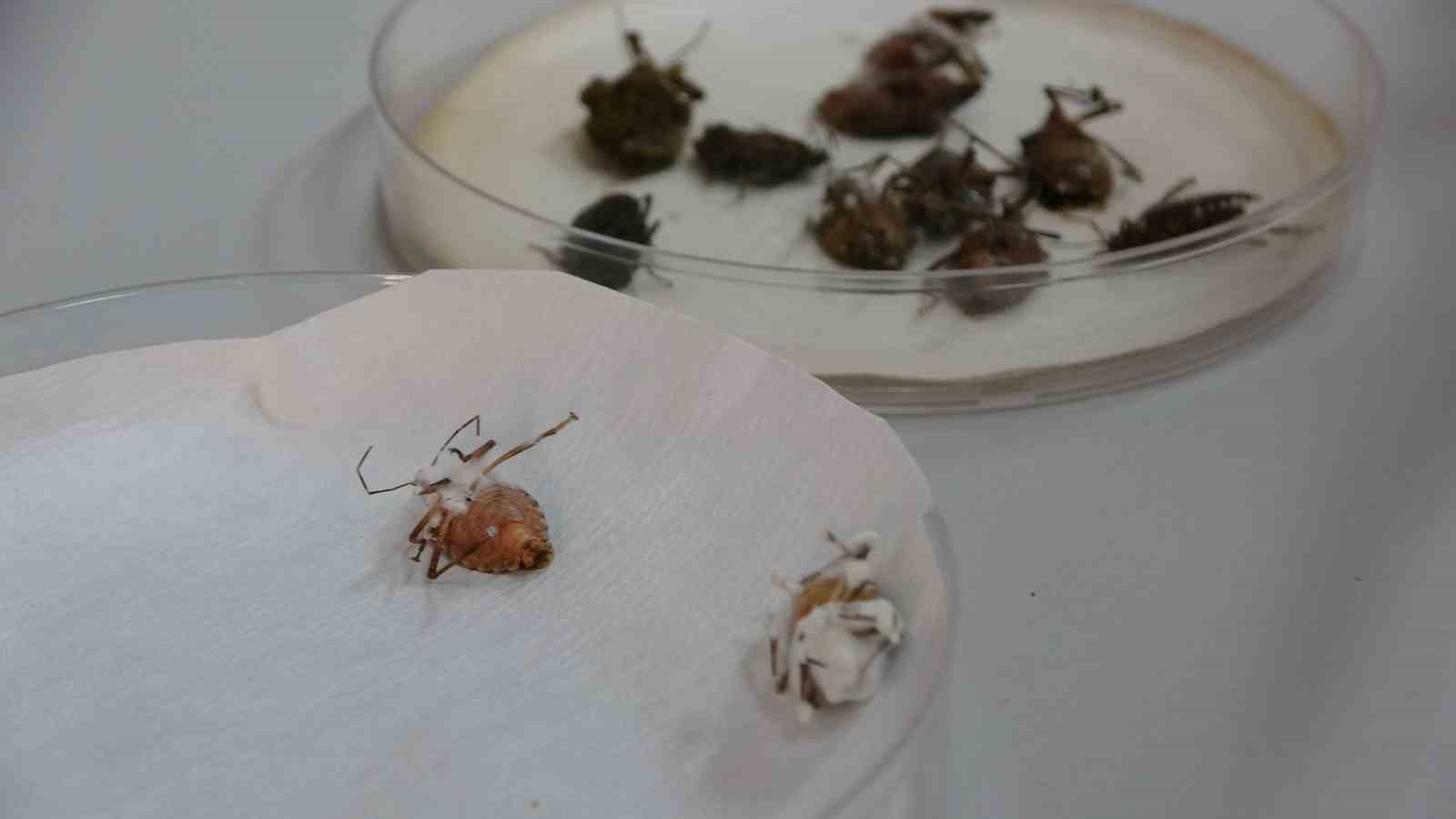 Kahverengi Kokarcaya Karşı Zehirli Mantarlarla Biyolojik Mücadele Yürütülecek