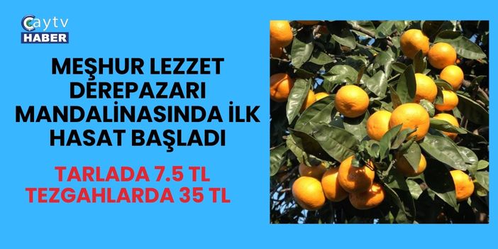 Meşhur Lezzet Derepazarı Mandalinasında İlk Hasat Başladı