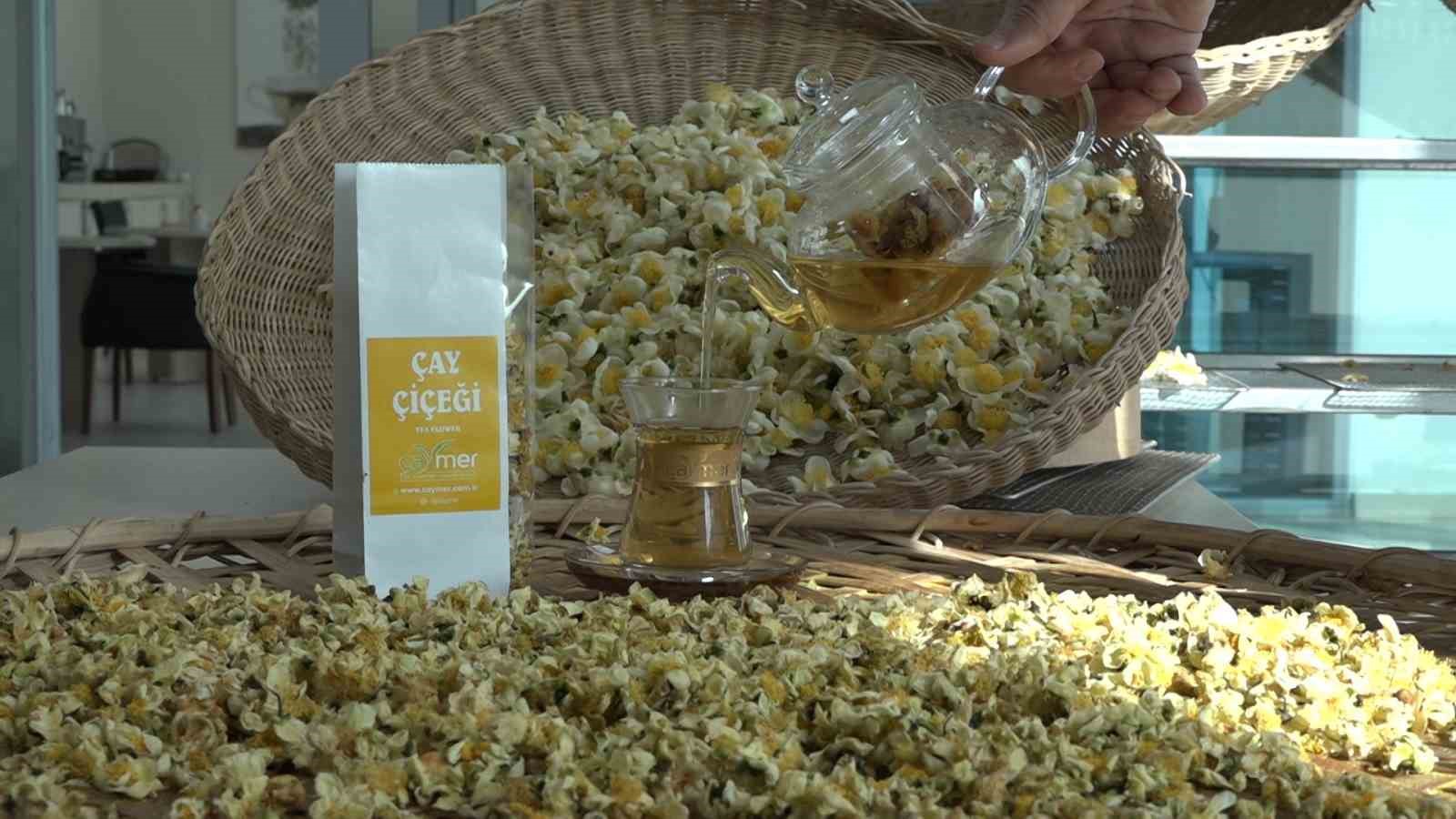 Doğu Karadeniz’de Çay Çiçeği Çayı İlgi Görüyor: Kilosu 6 Bin TL’den Satılıyor