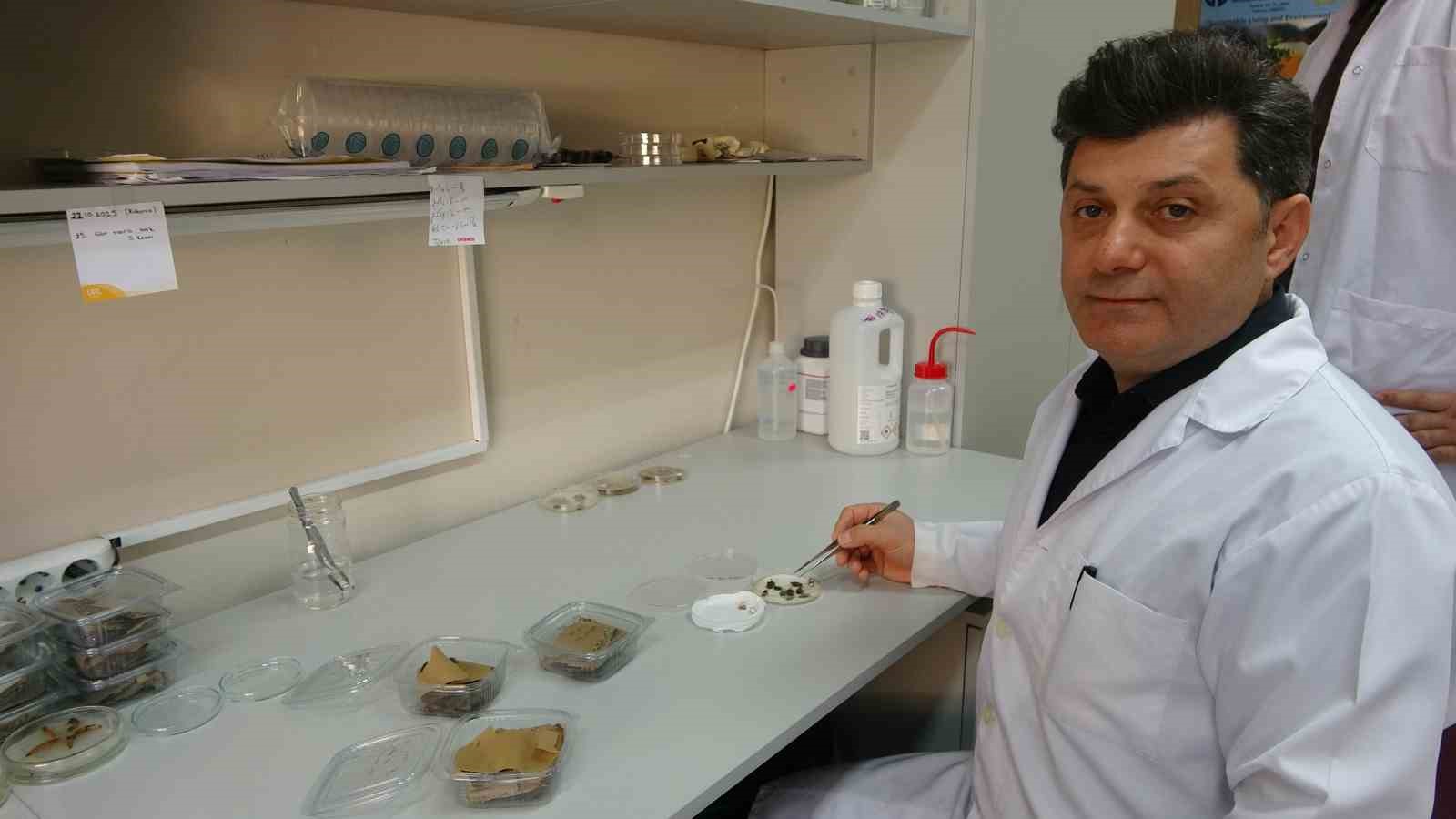 Kokarcanın Fındıktaki Zararı Derinleşiyor