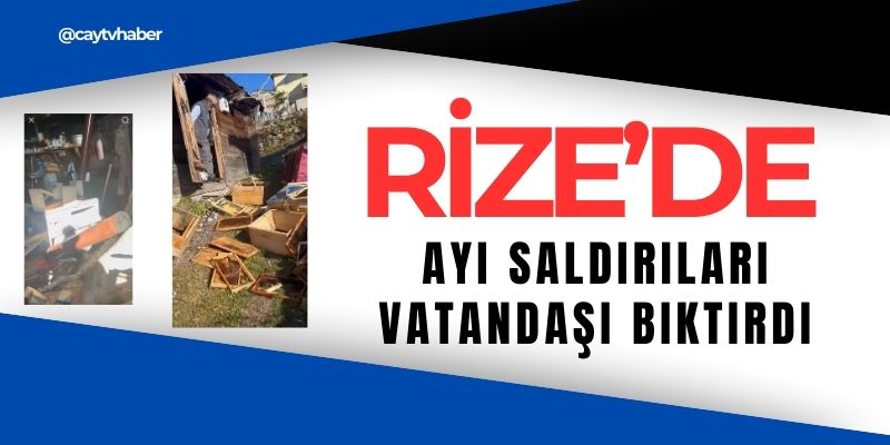 Rize'de Ayı Saldırıları Vatandaşı Bıktırdı