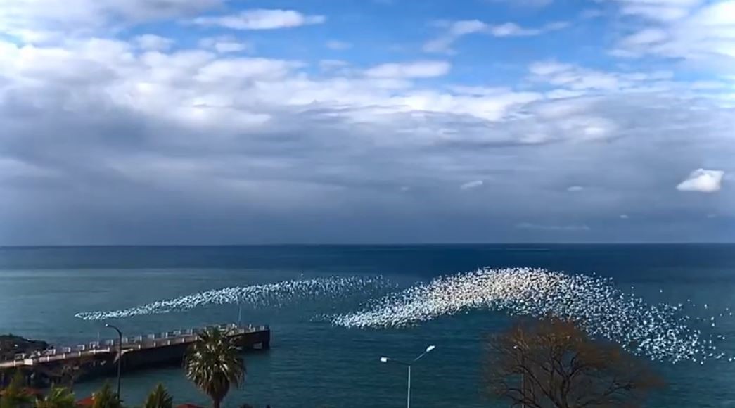 HOPA AÇIKLARINDA MARTILARIN TOPLU UÇUŞU GÖRSEL ŞÖLEN OLUŞTURDU