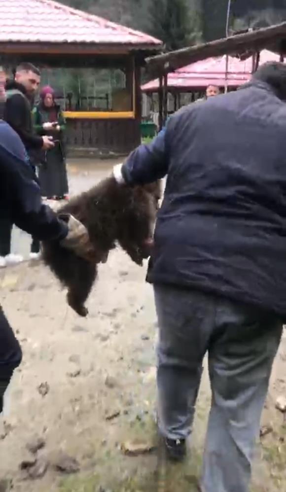 Ayder Yaylası’nda Ağaca Tırmanan Yavru Ayı İtfaiye Ekiplerince Kurtarıldı