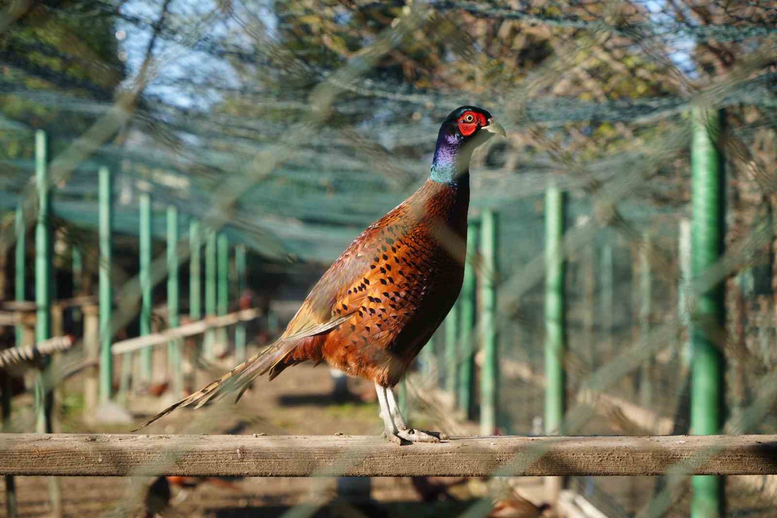 Kahverengi Kokarca Savaşçıları: 2025’te 3 Bin Sülün Doğaya Salındı