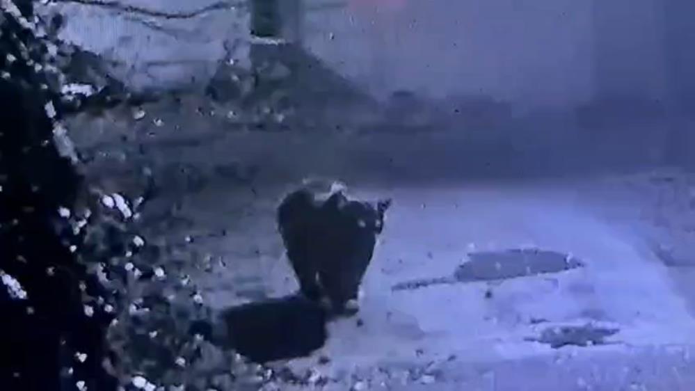 Güneysu’da Av İzni Çıkarılan Ayı Güvenlik Kamerasına Yansıdı