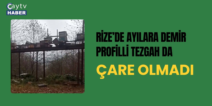 Rize’de Ayıların Kovanlara Saldırıları Sürüyor: Alınan Önlemler Yetersiz Kaldı