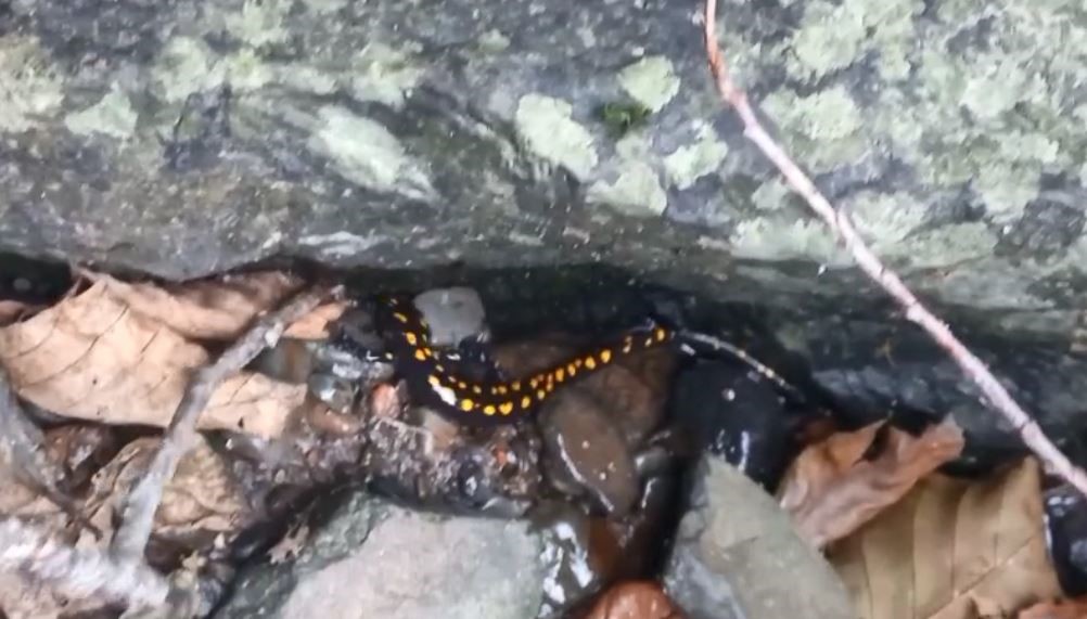 ARTVİN'İN ŞAVŞAT İLÇESİNDE KORUMA ALTINDAKİ OLAN KAFKAS SEMENDERİ GÖRÜNTÜLENDİ