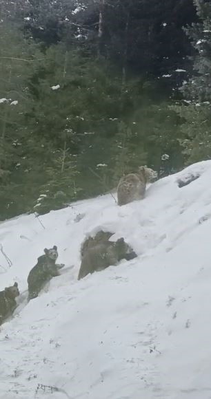 Artvin’de Kış Uykusuna Yatmayan 4 Boz Ayı Kamerada