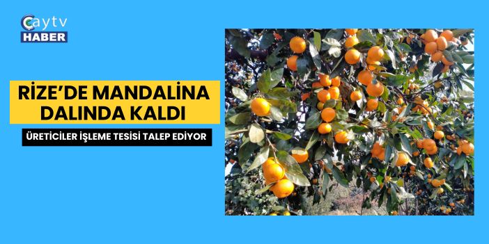 Rize’de Mandalina Dalında Kaldı: Üreticiler İşleme Tesisi Talep Ediyor