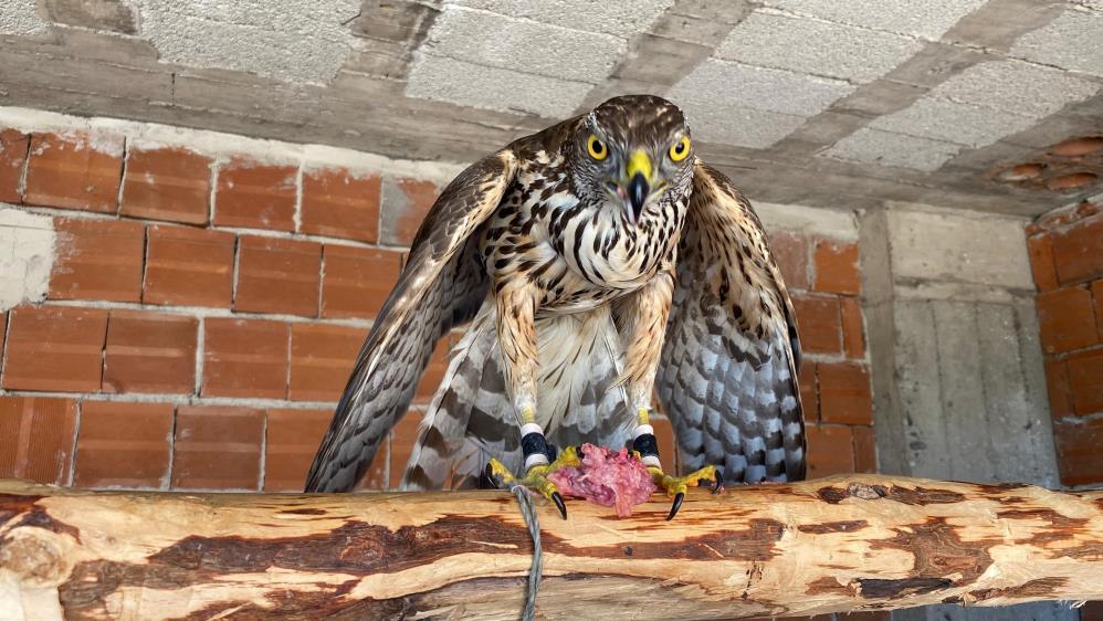 Atmacacılık Geleneğine Yasal Güvence: TBMM’de Kabul Edildi