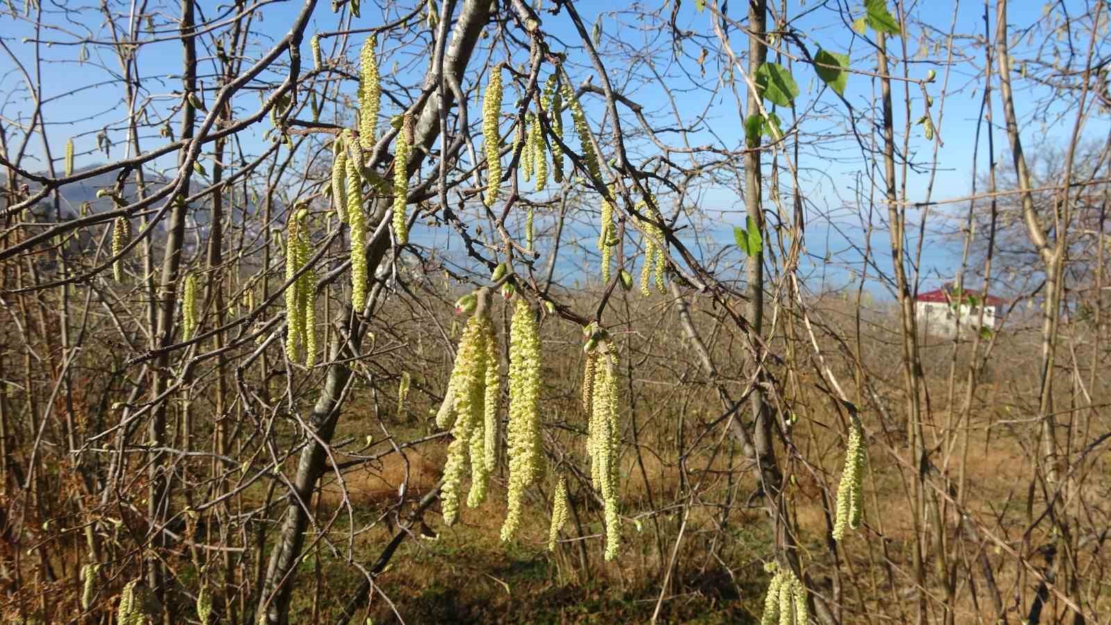Fındıkta Doğru Bilinen Yanlışlara Karşı Uyardı