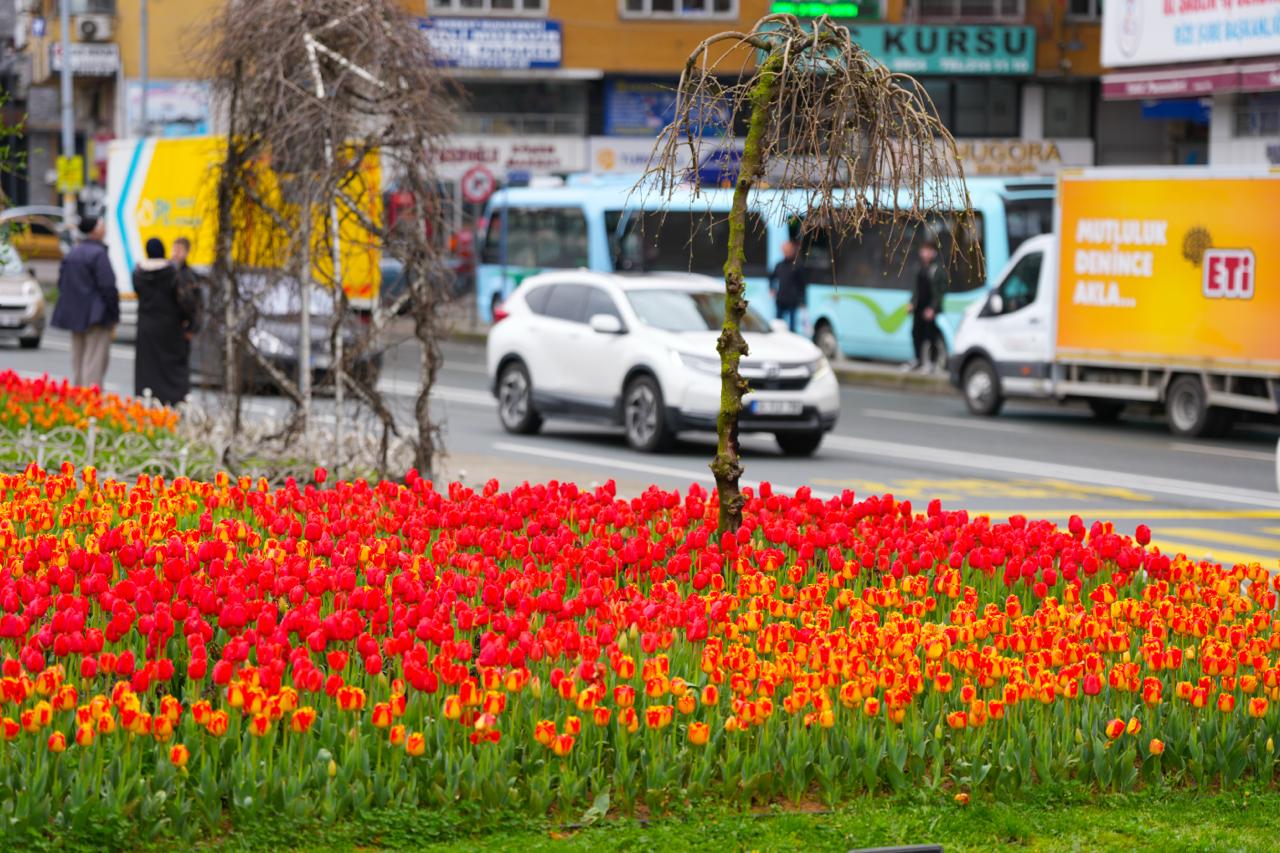 Rize’de Bahar Renkleri: 60 Bin Lale Toprakla Buluştu