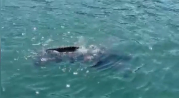 Karadeniz’de Nadir Görülen Kaplumbağa Rize Açıklarında Görüntülendi