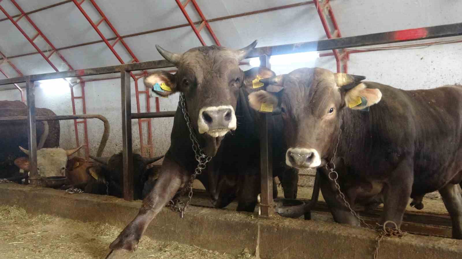 Artvin’de Kurbanlıklar Pazara Çıkmayı Bekliyor