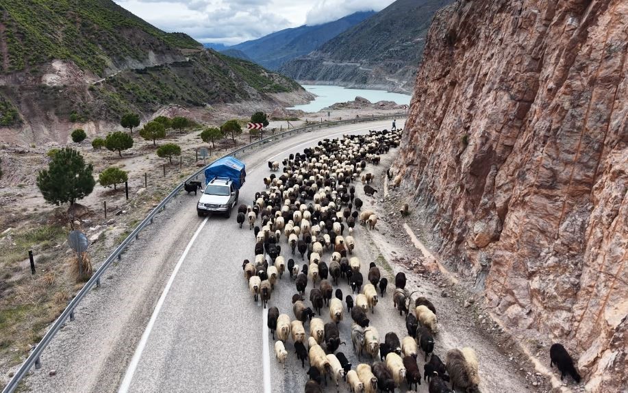 ARTVİN’DE HAVALARIN ISINMASIYLA BİRLİKTE BESİCİLERİN YAYLA YOLCULUĞU BAŞLADI