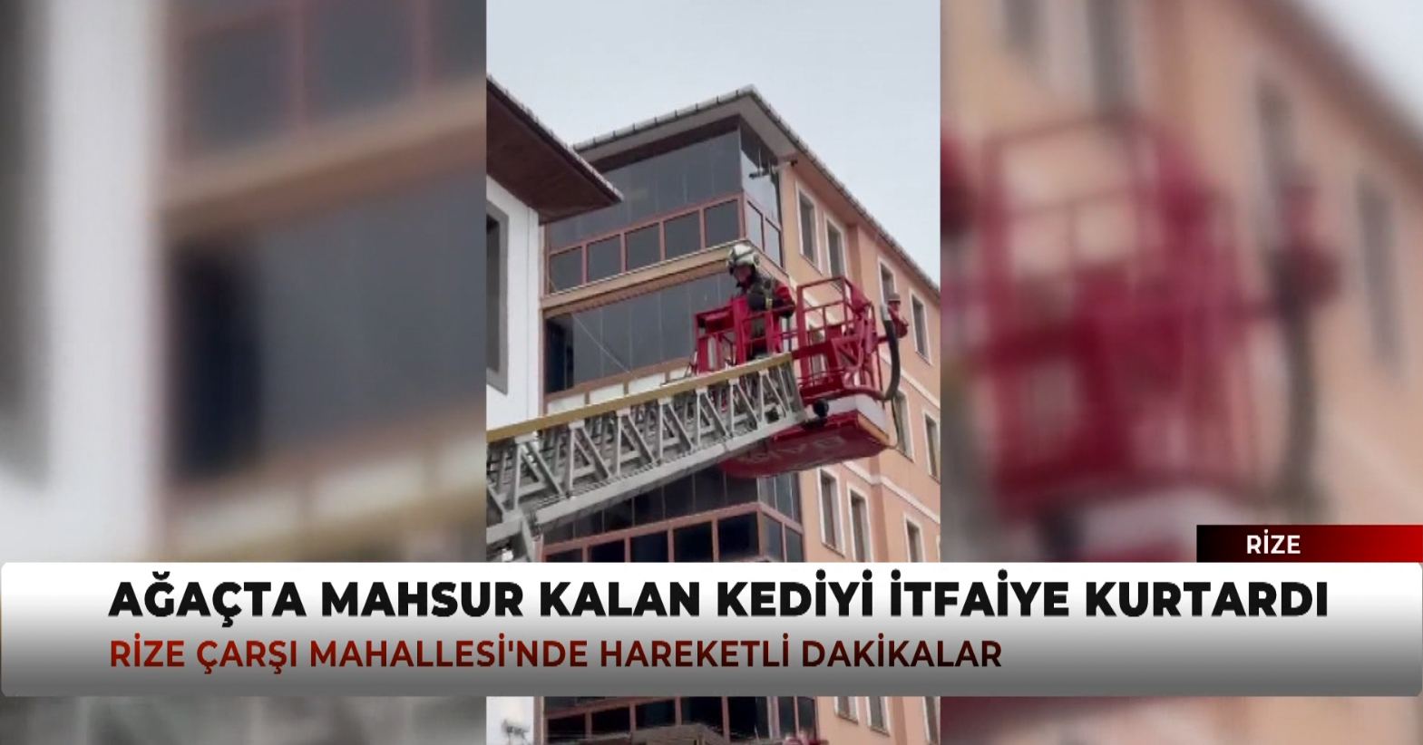 Rize’de Ağaçta Mahsur Kalan Kedi İtfaiye Tarafından Kurtarıldı