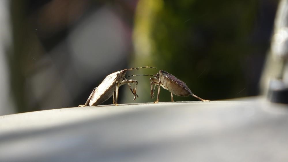 Kahverengi Kokarcaya Karşı Mücadelede Zehirli Mantarlardan Yararlanılacak