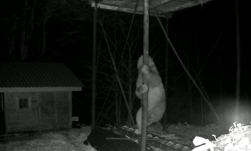 Rize’de Aç Kalan Ayı Kovanlara Ulaşmak İçin Demire Tırmandı