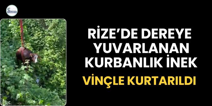 Rize’de Dereye Yuvarlanan Kurbanlık İnek Vinçle Kurtarıldı
